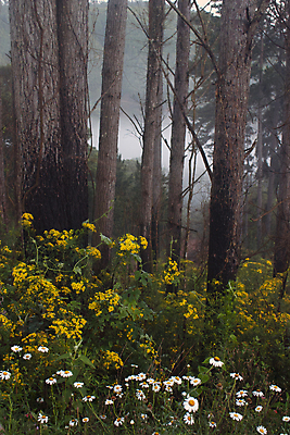 포토 JPG 해외이미지 나무 식물 꽃 잎 밭 자연 아침 사람없음 야외 목재 초록색 노란색 봄 안개 흰색 개화 남아메리카 숲 라틴아메리카 브라질 내추럴 해외포토 주간 계절 컬러 농업 재료 날씨 아메리카 생태계 파일형식 이미지허브