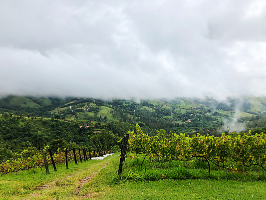 포토 JPG 해외이미지 나무 식물 구름 음료 음식 여행 잎 밭 농업 과일 자연 하늘 포도 산 파노라마 풍경 사람없음 초록색 여름 농장 와인 계곡 수확 안개 시골 오스트리아 언덕 포도밭 포도나무 브라질 남쪽 숙성 양조장 토스카나 세련 해외포토 자연요소 계절 유럽 산업 컬러 날씨 주류 촬영기법 이탈리아 남아메리카 과일나무 방향 생태계 파일형식 이미지허브