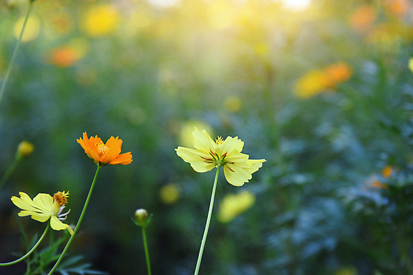 포토 JPG 해외이미지 식물 꽃잎 꽃 백그라운드 꽃무늬 밭 자연 사람없음 초록색 뷰티 노란색 환경 정원 봄 벚꽃 신선 내추럴 해외포토 계절 컬러 무늬 농업 생태계 파일형식 이미지허브