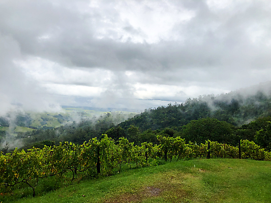 포토 JPG 해외이미지 나무 식물 음료 음식 여행 잎 밭 농업 과일 자연 하늘 포도 산 파노라마 사람없음 초록색 농장 와인 계곡 수확 안개 시골 오스트리아 언덕 포도밭 포도나무 브라질 남쪽 숙성 양조장 토스카나 세련 해외포토 유럽 산업 컬러 날씨 주류 촬영기법 이탈리아 남아메리카 과일나무 방향 생태계 파일형식 이미지허브