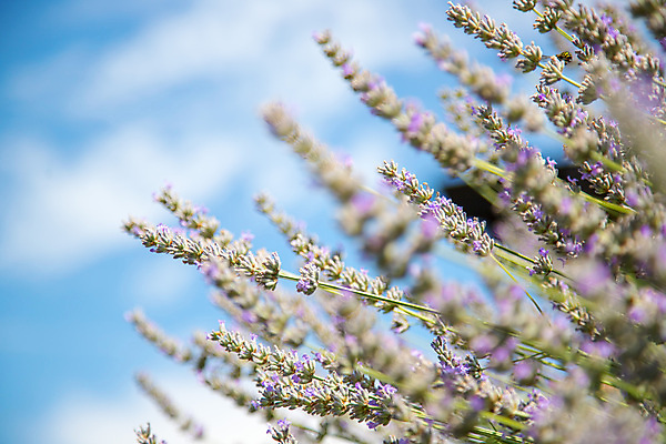 포토 JPG 해외이미지 주간 사람없음 야외 보라색 프랑스 라벤더 프로방스 해외포토 자연요소 꽃 유럽 컬러 허브 파일형식 이미지허브