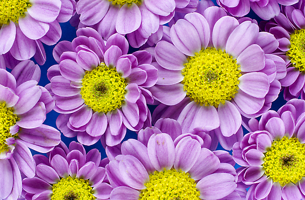 포토 JPG 해외이미지 식물 꽃잎 꽃 분홍색 꽃다발 백그라운드 꽃무늬 패턴 자연 발렌타인데이 사람없음 파란색 뷰티 노란색 정원 보라색 봄 벚꽃 개화 그룹 내추럴 해외포토 계절 컬러 무늬 데이이벤트 생태계 파일형식 이미지허브