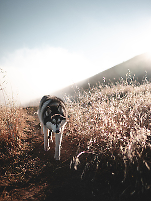 포토 JPG 해외이미지 동물 야생동물 자국 산 사람없음 반려동물 산책 하이킹 개 송곳니 해외포토 포유류 레저 휴식 치아 파일형식 이미지허브