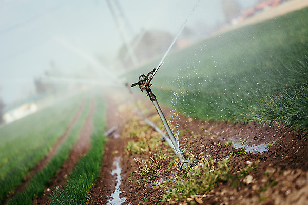 포토 JPG 해외이미지 식물 산업 음식 밭 농업 자연 건조 사람없음 물 농장 환경 농사 흙 봄 성장 시골 뜨거움 땅 물주기 유기농 생태계 유지 땅바닥 밭일 해외포토 자연요소 웰빙 계절 모션 바닥 파일형식 이미지허브