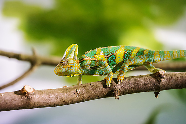 포토 JPG 해외이미지 동물 응시 야생동물 이동 잎 파충류 벽지 생물 동물원 양서류 사람없음 초록색 반려동물 컬러풀 머리 걷기 나뭇가지 닫기 열대우림 오르기 도마뱀 육식동물 느림 카멜레온 해외포토 나무 식물 시선 컬러 컨셉 모션 신체부위 숲 파일형식 이미지허브