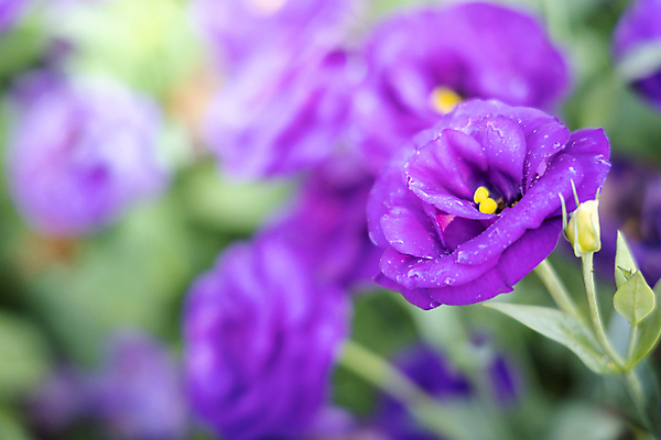 포토 JPG 해외이미지 식물 계절 꽃 분홍색 백그라운드 잎 밭 비즈니스 자연 선물 사랑 사람없음 야외 장식 빨간색 초록색 햇빛 장미 노란색 상점 봄 벚꽃 흰색 그룹 시장 허브 주기 원예 제비 해외포토 감정 컬러 농업 모션 조류 취미 태양 생태계 파일형식 이미지허브