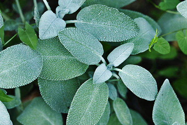 포토 JPG 해외이미지 식물 음식 백그라운드 잎 패턴 재료 자연 건강 요리 사람없음 야외 초록색 머리카락 정원 성장 나뭇가지 신선 닫기 약초 허브 유기농 질감 날것 향 상록수 내추럴 세이지 해외포토 나무 웰빙 컬러 무늬 모션 머리 풀_식물 생태계 파일형식 이미지허브