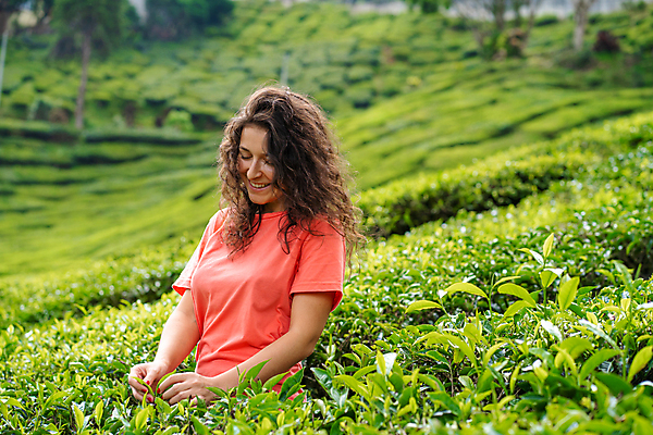 포토 JPG 해외이미지 나무 식물 손 여자 아시아 여행 백그라운드 잎 밭 농업 자연 산 한명 사람 동양인 초록색 농작물 태양 뷰티 농장 농경지 환경 정원 계곡 수확 시골 신선 땅 언덕 유기농 장면 말레이시아 산악지대 해외포토 자연요소 1 웰빙 나라 산업 컬러 인종 신체부위 생태계 파일형식 이미지허브