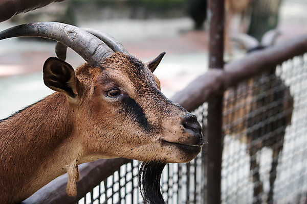 포토 JPG 해외이미지 동물 얼굴 농업 포유류 자연 하늘 염소 치즈 뿔 사람없음 야외 세로 초록색 파란색 농장 갈색 머리 가축 흰색 시골 속눈썹 코 귀 고립 밭일 해외포토 산업 컬러 유제품 신체부위 눈썹 생태계 파일형식 이미지허브