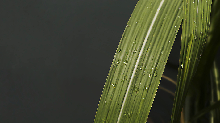 포토 JPG 해외이미지 식물 잎 자연 아침 날씨 건강 사람없음 장식 초록색 물 빛 반사 환경 정원 화목 봄 활발 거품 젖음 성장 물방울 신선 액체 떨어짐 이슬 빗방울 순수 질감 양발 여의주 해외포토 주간 자연요소 계절 컬러 컨셉 비_날씨 생태계 파일형식 이미지허브