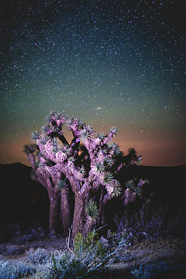포토 JPG 해외이미지 나무 별 하늘 사람없음 빛 행성 사막 야간 은하계 해외포토 자연요소 식물 우주 파일형식 이미지허브