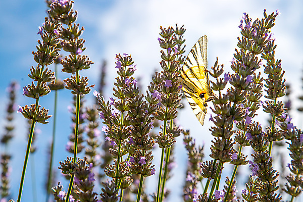 포토 JPG 해외이미지 주간 나비 사람없음 야외 보라색 프랑스 라벤더 프로방스 해외포토 자연요소 꽃 유럽 컬러 곤충 허브 파일형식 이미지허브