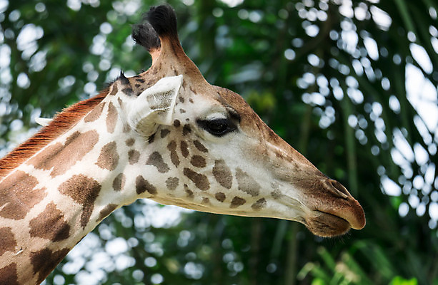 포토 JPG 해외이미지 나무 동물 응시 공원 얼굴 야생동물 백그라운드 포유류 아프리카 자연 하늘 동물원 사람없음 갈색 머리 환경 큼 기린 사파리 코 귀 목 케냐 전국 해외포토 식물 시선 공공시설 나라 컬러 신체부위 크기 생태계 파일형식 이미지허브