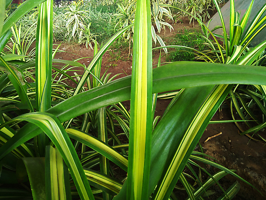 포토 JPG 해외이미지 나무 식물 공원 백그라운드 잎 밭 농업 자연 사람없음 야외 초록색 농작물 농장 노란색 환경 정원 봄 성장 신선 유기농 내추럴 해외포토 웰빙 계절 공공시설 산업 컬러 생태계 파일형식 이미지허브