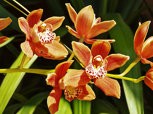 포토 JPG 해외이미지 식물 계절 꽃잎 꽃 백그라운드 잎 패턴 표면 사람없음 장식 초록색 빛 햇빛 맑음 활발 신선 개화 난초 묘사 질감 내추럴 고립 해외포토 컬러 컨셉 무늬 날씨 태양 파일형식 이미지허브