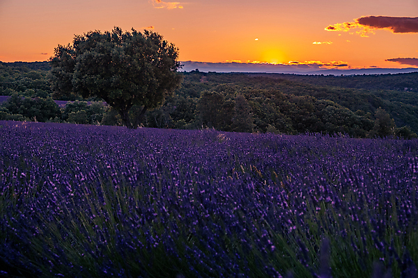 포토 JPG 해외이미지 식물 전통 계절 꽃 선 여행 밭 농업 자연 사람없음 야외 초록색 파란색 컬러풀 농경지 여행객 보라색 침묵 화장품 프랑스 수확 벚꽃 개화 그늘 배열 허브 제비꽃 향수 박물관 원예 향기 냄새 아로마 라벤더 프랑스어 밭일 에센스 줄서기 프로방스 해외포토 문자 유럽 산업 컬러 모션 사람 취미 뷰티 농장 소리 생태계 파일형식 이미지허브
