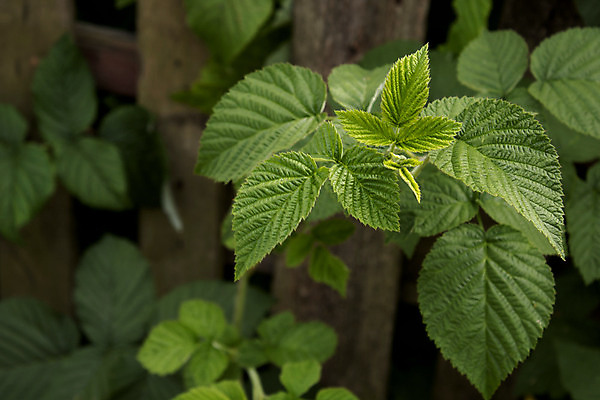포토 JPG 해외이미지 식물 계절 음식 백그라운드 십자가 잎 농업 과일 자연 프레임 사람없음 야외 장식 가로 초록색 컬러풀 햇빛 농장 정원 맑음 고요 봄 활발 성장 나뭇가지 떨어짐 허브 관목 산딸기 내추럴 블러 해외포토 나무 산업 컬러 컨셉 날씨 태양 생태계 파일형식 이미지허브