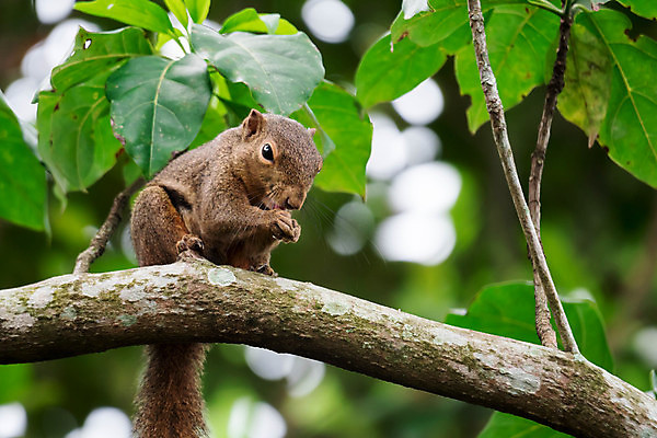 포토 JPG 해외이미지 나무 동물 응시 공원 아시아 야생동물 백그라운드 잎 포유류 아프리카 태국 자연 휴식 생물 털 동물원 동양인 사람없음 야외 초록색 갈색 원숭이 황무지 설치류 숲 작음 열대우림 모피 인도인 손목시계 꼬리 다람쥐 서식지 내추럴 동물상 해외포토 외국인 식물 시선 공공시설 나라 시계 컬러 컨셉 장신구 인종 조형물 크기 생태계 파일형식 이미지허브