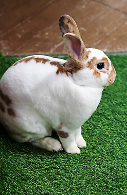 포토 JPG 해외이미지 동물 1 야생동물 백그라운드 포유류 자연 부활절 털 사람없음 초록색 반려동물 농장 정원 봄 흰색 아기 토끼 설치류 작음 모피 귀 솜털 해외포토 계절 기념일 컬러 농업 사람 신체부위 크기 생태계 파일형식 이미지허브