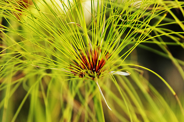 포토 JPG 해외이미지 식물 계절 줄기 우산 자연 추상 이집트 사람없음 야외 장식 초록색 신선 닫기 다발 녹색배경 고립 방사형 이국적 파피루스 해외포토 컬러 백그라운드 무늬 모션 아프리카 생태계 파일형식 이미지허브
