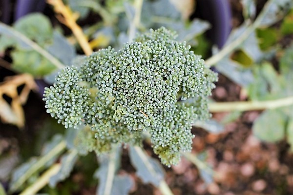 포토 JPG 해외이미지 식물 계절 음식 채소 자연 건강 사람없음 야외 초록색 여름 정원 수확 성장 가을 닫기 브로콜리 유기농 원예 날것 떠남 심기 해외포토 웰빙 컬러 농업 모션 취미 생태계 파일형식 이미지허브