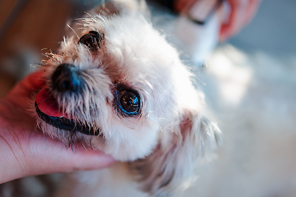 포토 JPG 해외이미지 한마리 손 응시 실내 들기 아웃포커스 신체부위 귀여움 강아지 바리깡 애견미용 애견미용사 믹스견 해외포토 1 시선 컨셉 모션 촬영기법 사람 내부 반려동물 뷰티 개 미용사 파일형식 이미지허브