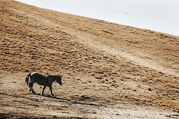 포토 JPG 해외이미지 동물 야생동물 여행 백그라운드 모션 자연 산 파노라마 사람없음 야외 햇빛 노란색 계곡 힘 이탈리아 자유 시골 승차 속도 갈기 고립 혼자 카피스페이스 해외포토 유럽 컬러 컨셉 촬영기법 태양 공백 생태계 파일형식 이미지허브