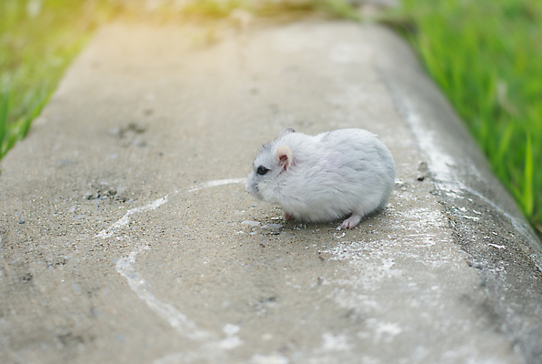 포토 JPG 해외이미지 동물 응시 얼굴 백그라운드 겨울 포유류 포옹 자연 털 사람없음 반려동물 갈색 회색 흰색 아기 닫기 쥐 설치류 작음 모피 묘사 솜털 고립 해외포토 시선 계절 컬러 안기 모션 사람 신체부위 크기 생태계 파일형식 이미지허브