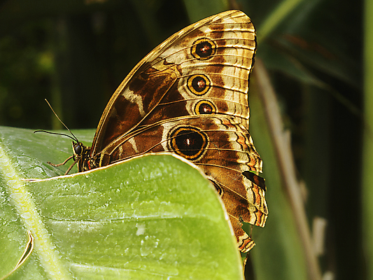 포토 JPG 해외이미지 모양 식물 동물 야생동물 나비 곤충 잎 날개 자연 사람없음 초록색 컬러풀 활발 닫기 묘사 보케 내추럴 카피스페이스 해외포토 컬러 컨셉 모션 공백 생태계 파일형식 이미지허브