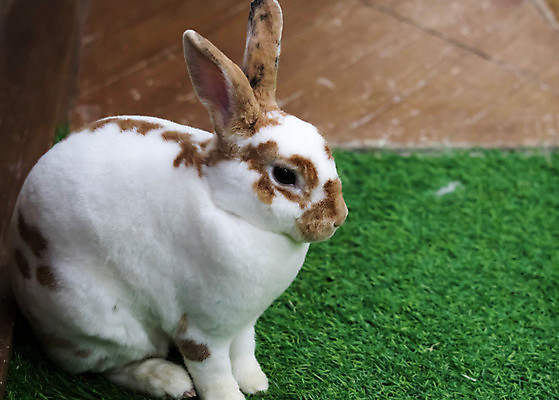 포토 JPG 해외이미지 동물 1 야생동물 백그라운드 포유류 자연 부활절 털 사람없음 초록색 반려동물 농장 정원 봄 흰색 아기 토끼 설치류 작음 모피 귀 솜털 해외포토 계절 기념일 컬러 농업 사람 신체부위 크기 생태계 파일형식 이미지허브