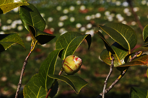 포토 JPG 해외이미지 식물 계절 꽃잎 꽃 줄기 백그라운드 잎 꽃무늬 표면 사람없음 야외 초록색 빛 햇빛 정원 맑음 신선 우아함 관목 묘사 질감 상록수 내추럴 고립 해외포토 나무 컬러 컨셉 무늬 날씨 태양 파일형식 이미지허브