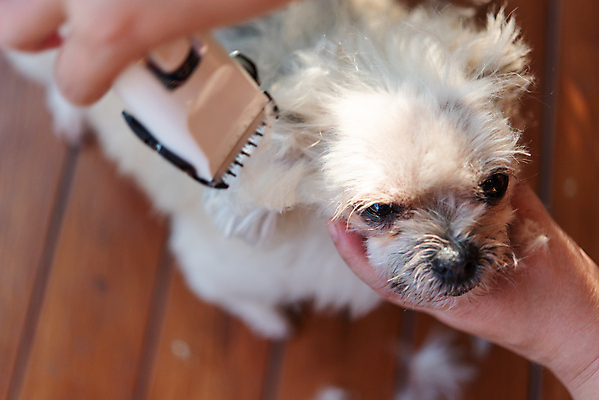 포토 JPG 해외이미지 한마리 손 응시 실내 들기 아웃포커스 신체부위 귀여움 강아지 바리깡 애견미용 애견미용사 나무배경 믹스견 해외포토 1 시선 백그라운드 컨셉 모션 촬영기법 사람 내부 반려동물 뷰티 개 미용사 파일형식 이미지허브
