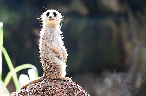 포토 JPG 해외이미지 동물 응시 얼굴 야생동물 포유류 아프리카 자연 생물 털 동물원 서기 경비 사람없음 갈색 사막 황무지 작음 손목시계 경보 미어캣 해외포토 시선 나라 시계 컬러 장신구 모션 안전 신체부위 보호 크기 생태계 파일형식 이미지허브
