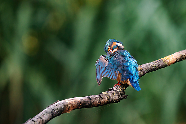 포토 JPG 해외이미지 나무 동물 1 여자 남자 유럽 야생동물 백그라운드 날개 오렌지 자연 조류 어류 이끼 앉기 성인 사람없음 야외 초록색 물 파란색 컬러풀 봄 나뭇가지 관찰 막대기 숲 깃털 싱글 부리 내추럴 물총새 해외포토 자연요소 식물 계절 나라 컬러 과일 모션 사람 수중동물 생태계 파일형식 이미지허브