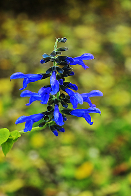 포토 JPG 해외이미지 식물 계절 꽃 줄기 꽃무늬 자연 휴식 사람없음 야외 여름 컬러풀 뷰티 평화 정원 성장 벚꽃 시골 신선 개화 닫기 격려 서식지 녹색배경 몽환 카피스페이스 해외포토 감정 컬러 백그라운드 컨셉 무늬 모션 초록색 공백 생태계 파일형식 이미지허브