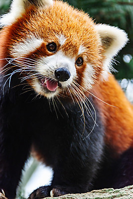 포토 JPG 해외이미지 나무 동물 공원 아시아 야생동물 백그라운드 곰 포유류 자연 털 동물원 동양인 사람없음 야외 빨간색 귀여움 검은색 고양이 중국 나뭇가지 작음 판다 대나무 네팔 서식지 내추럴 부탄 해외포토 식물 공공시설 나라 컬러 컨셉 인종 반려동물 크기 생태계 남아시아 파일형식 이미지허브