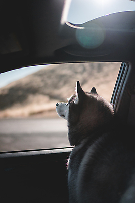 포토 JPG 해외이미지 동물 도로 야생동물 여행 창문 자동차 사람없음 개 강아지 늑대 해외포토 길 육상교통 포유류 교통시설 반려동물 파일형식 이미지허브