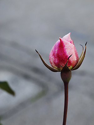 포토 JPG 해외이미지 계절 꽃잎 줄기 분홍색 꽃무늬 자연 회색배경 사랑 사람없음 야외 빨간색 뷰티 장미 정원 봄 축하 닫기 심볼 향수 꽃봉오리 부드러움 고립 카피스페이스 해외포토 식물 꽃 감정 컬러 백그라운드 컨셉 무늬 모션 화장품 공백 회색 감각 생태계 파일형식 이미지허브