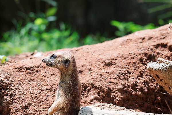 포토 JPG 해외이미지 동물 응시 얼굴 야생동물 백그라운드 포유류 아프리카 자연 생물 털 동물원 서기 경비 사람없음 야외 갈색 머리 사막 황무지 작음 사파리 코 경보 미어캣 칼라하리 해외포토 시선 나라 컬러 모션 안전 신체부위 보호 크기 생태계 파일형식 이미지허브