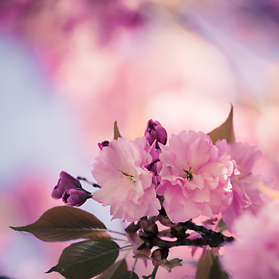 포토 JPG 해외이미지 디자인 계절 여자 꽃 선 분홍색 꽃무늬 자연 휴가 휴식 부활절 건강 사람없음 뷰티 유행 맑음 스파 봄 화장품 벚꽃 흰색 나뭇가지 개화 체리 피부관리 엽서 돌봄 위생관리 어머니의날 해외포토 나무 식물 기념일 컬러 컨셉 무늬 과일 모션 날씨 관리 사람 편지 생태계 미국문화 파일형식 이미지허브