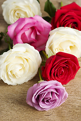 포토 JPG 해외이미지 식물 기념일 꽃잎 꽃 분홍색 꽃다발 결혼 꽃무늬 자연 결혼식 남편 발렌타인데이 선물 사랑 사람없음 목재 장식 빨간색 뷰티 장미 정원 보라색 봄 벚꽃 흰색 신선 해외포토 나무 계절 감정 컬러 무늬 재료 데이이벤트 이벤트 생태계 파일형식 이미지허브