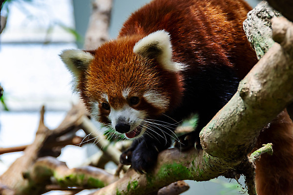 포토 JPG 해외이미지 나무 동물 공원 아시아 야생동물 백그라운드 곰 포유류 자연 털 동물원 동양인 사람없음 야외 빨간색 귀여움 검은색 고양이 중국 나뭇가지 작음 판다 대나무 네팔 서식지 내추럴 부탄 해외포토 식물 공공시설 나라 컬러 컨셉 인종 반려동물 크기 생태계 남아시아 파일형식 이미지허브