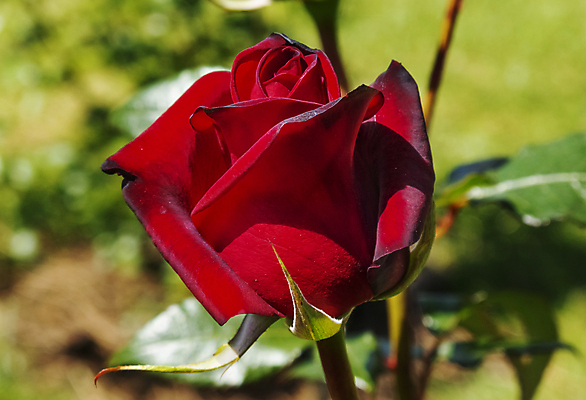 포토 JPG 해외이미지 식물 계절 꽃잎 꽃 줄기 백그라운드 꽃무늬 패턴 부분 자연 표면 사랑 사람없음 야외 장식 빨간색 빛 햇빛 장미 정원 맑음 활발 축하 신선 묘사 꽃봉오리 질감 내추럴 고립 몽환 해외포토 감정 컬러 컨셉 무늬 날씨 태양 생태계 파일형식 이미지허브