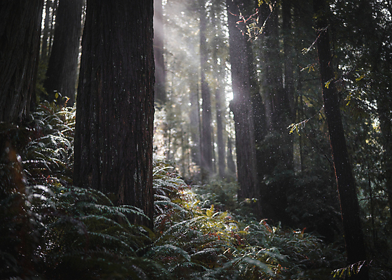 포토 JPG 해외이미지 나무 아침 사람없음 빛 태양 광선 숲 이슬 캘리포니아 폭풍 양치류 해외포토 주간 자연요소 식물 날씨 미국 파일형식 이미지허브
