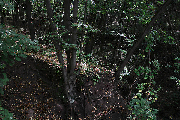 포토 JPG 해외이미지 나무 식물 계절 공원 여행 백그라운드 낙엽 잎 자연 사람없음 야외 목재 초록색 빛 컬러풀 뷰티 노란색 환경 골짜기 맑음 침묵 봄 하이킹 광선 개울 변화 황금 가장자리 떨어짐 숲 위험 뿌리 통과 내추럴 전국 해외포토 공공시설 컬러 컨셉 재료 레저 날씨 강 소리 둘레 생태계 파일형식 이미지허브