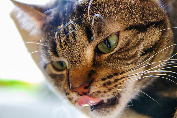 포토 JPG 해외이미지 동물 응시 유럽 얼굴 백그라운드 포유류 자연 수염 털 사람없음 반려동물 머리 고양이 흰색 핥기 혀 네덜란드 호기심 코 얼룩무늬 솜털 노려봄 해외포토 시선 감정 나라 컬러 컨셉 무늬 모션 표정 신체부위 입 생태계 파일형식 이미지허브