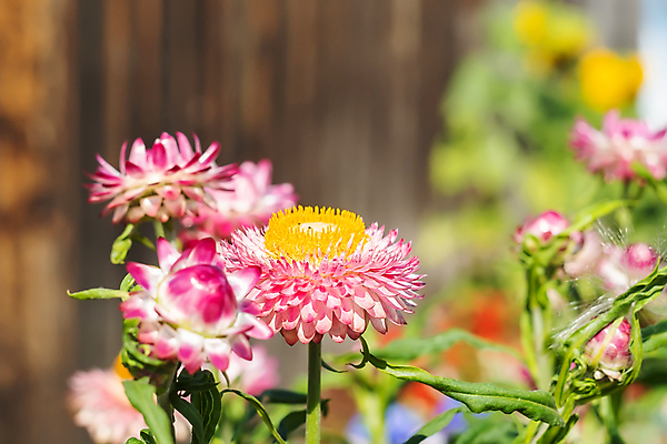 포토 JPG 해외이미지 식물 계절 꽃잎 꽃 분홍색 백그라운드 꽃무늬 자연 주택 국화 사람없음 장식 울타리 컬러풀 약 머리 정원 벚꽃 침대 오픈 그룹 혼합 허브 원예 데이지 화단 영원 많음 해외포토 컬러 가구 컨셉 무늬 의학 취미 건물 신체부위 담장 생태계 파일형식 이미지허브