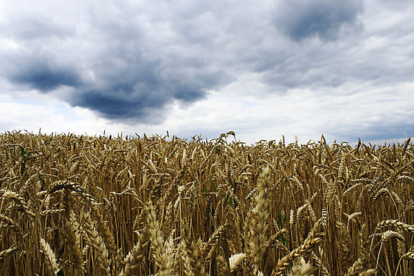 포토 JPG 해외이미지 식물 음식 빵 줄기 백그라운드 밭 농업 자연 하늘 건조 옥수수 미술 씨앗 사람없음 야외 가로 파란색 농작물 햇빛 태양 뷰티 농장 노란색 일출 맑음 황혼 일몰 수확 성장 시골 황금 저녁 낟알 시리얼 밀 보리 귀 밀짚 숙성 호밀 수평선 해외포토 자연요소 산업 컬러 날씨 문화예술 곡류 신체부위 노을 짚 야간 생태계 파일형식 이미지허브