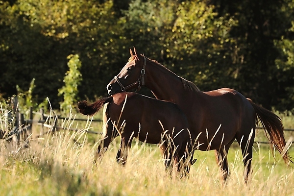 포토 JPG 해외이미지 나무 응시 계절 실루엣 유럽 백그라운드 밭 포유류 자연 아침 사람없음 야외 빛 컬러풀 햇빛 태양 뷰티 농장 갈색 머리 일출 일몰 새벽 자녀 시골 먹이 방목 장면 갈기 조랑말 내추럴 망아지 해외포토 주간 자연요소 식물 동물 시선 나라 새끼 컬러 농업 촬영기법 신체부위 노을 말_동물 축산업 생태계 파일형식 이미지허브