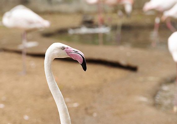 포토 JPG 해외이미지 동물 호수 야생동물 분홍색 날개 오렌지 자연 조류 사람없음 물 컬러풀 환경 흰색 연못 그룹 남아메리카 보호 플라밍고 깃털 부리 목 내추럴 동물상 이국적 해외포토 자연요소 컬러 컨셉 과일 아메리카 신체부위 조형물 생태계 파일형식 이미지허브